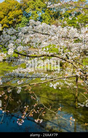 Okazaki Park im Heian Jingu Schrein, Kyoto, Honshu, Japan, Asien Stockfoto