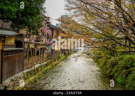 Kirschblütenbaum im Geisha-Viertel Gion, Kyoto, Honshu, Japan, Asien Stockfoto