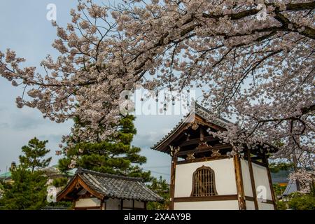 Schrein unter Kirschblüten im Geisha-Viertel Gion, Kyoto, Honshu, Japan, Asien Stockfoto