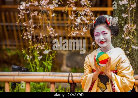 Echte Geisha posiert vor einem Kirschblütenbaum im Geisha-Viertel Gion, Kyoto, Honshu, Japan, Asien Stockfoto