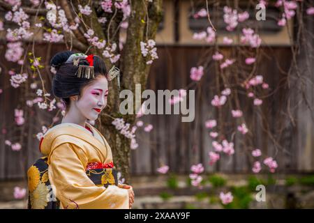 Echte Geisha posiert vor einem Kirschblütenbaum im Geisha-Viertel Gion, Kyoto, Honshu, Japan, Asien Stockfoto