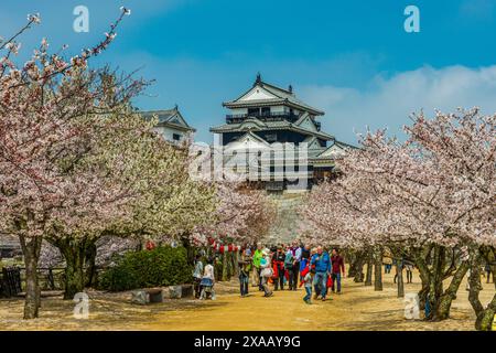 Kirschblüte in Matsuyama Schloss, Shikoku, Japan, Asien Stockfoto