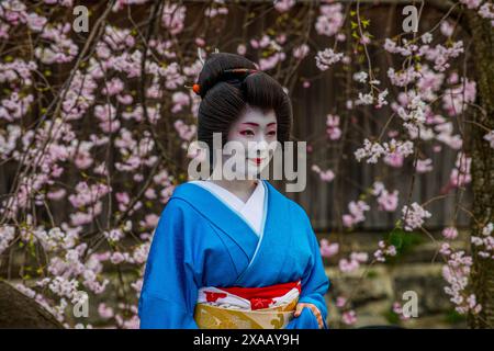 Echte Geisha posiert vor einem Kirschblütenbaum im Geisha-Viertel Gion, Kyoto, Honshu, Japan, Asien Stockfoto