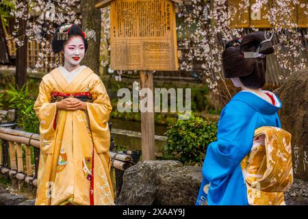 Echte Geisha posiert vor einem Kirschblütenbaum im Geisha-Viertel Gion, Kyoto, Honshu, Japan, Asien Stockfoto