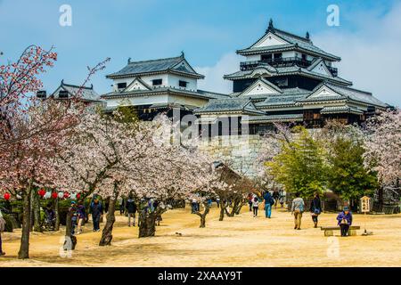 Kirschblüte in Matsuyama Schloss, Shikoku, Japan, Asien Stockfoto