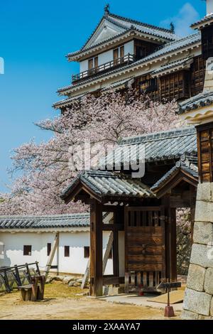 Kirschblüte in Matsuyama Schloss, Shikoku, Japan, Asien Stockfoto