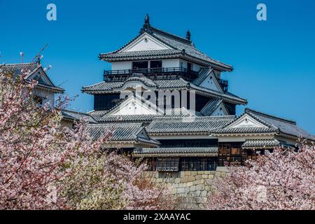 Kirschblüte im Schloss Matsuyama, Shikoku, Japan, Asien Stockfoto
