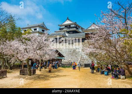 Kirschblüte im Schloss Matsuyama, Shikoku, Japan, Asien Stockfoto