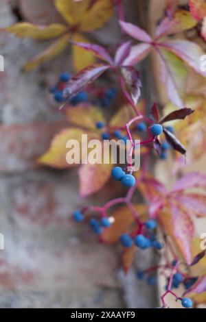 Nahaufnahme einer herbstlichen virginia Kriechrebe mit blauen Beeren und roten Blättern auf alten Ziegelsteinen Hintergrund Stockfoto