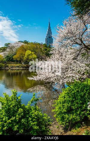 Kirschblüte im Shinjuku-Gyoen Park, Tokio, Honshu, Japan, Asien Stockfoto