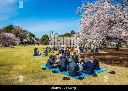 Picknick inmitten der Kirschblüte im Shinjuku-Gyoen Park, Tokio, Honshu, Japan, Asien Stockfoto