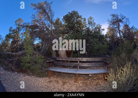 Ein weiblicher Elch, der entlang des Greenway Trail zwischen Pima Point und Monument Creek Vista im Grand Canyon, Arizona, USA, aus dem Wald kam Stockfoto