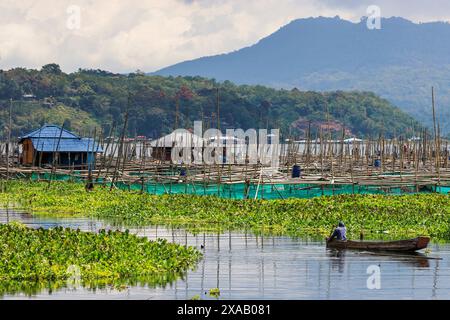 Übermäßige Wasserhyazinthen und Fischkäfige auf diesem großen See, Lake Tondano, Minahasa Stockfoto