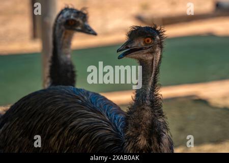 Blick auf zwei Strauße auf der Safari Straußenfarm, Oudtshoorn, Westkap, Südafrika, Afrika Stockfoto