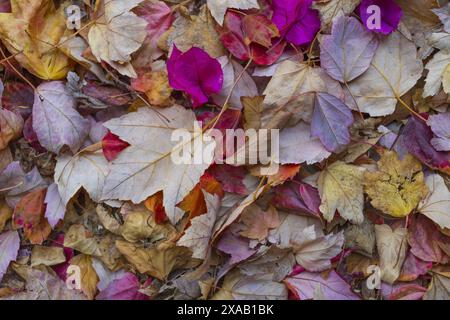 Flache Fotografie von bunten gefallenen Blättern und Blütenblättern Hintergrund Stockfoto