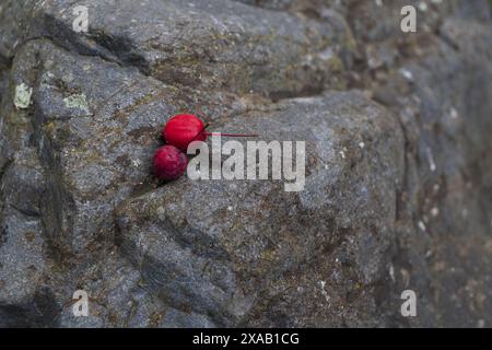 Nahaufnahme von zwei kleinen roten Früchten auf einem großen grauen Granitfelsen Stockfoto