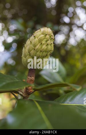 Nahaufnahme einer großen grünen Magnolienbaumfrucht auf verschwommenem Laubhintergrund Stockfoto