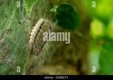 Parasitäre Eichenprozessionsmottenraupen an einem infizierten Baum. Insektenangriff in der Stadt, Umweltproblem. Stockfoto