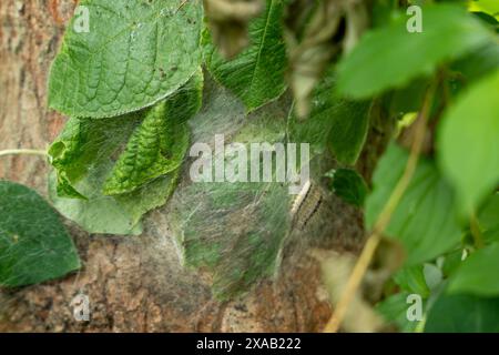 Parasitäre Eichenprozessionsmottenraupen an einem infizierten Baum. Insektenangriff in der Stadt, Umweltproblem. Stockfoto