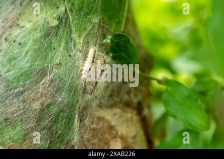 Parasitäre Eichenprozessionsmottenraupen an einem infizierten Baum. Insektenangriff in der Stadt, Umweltproblem. Stockfoto