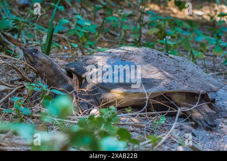 Florida Softshel Turtle macht ein Nest an Land Stockfoto