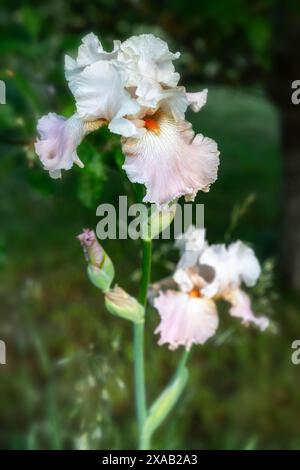 Bärtige Iris Frappe, sehr helle Erdbeerrosa Farbe, Iris im sonnigen Sommergarten Stockfoto