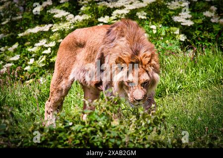 Ein männlicher Löwe, der auf einem grasbewachsenen Gebiet steht, mit weißen Blumen im Hintergrund. Stockfoto