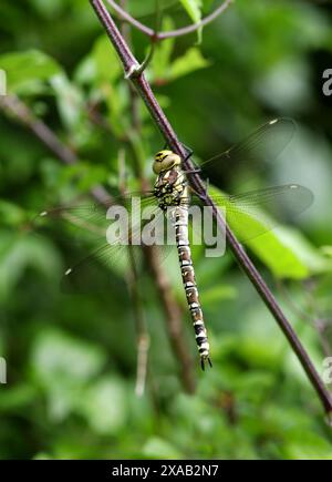 Junge Female Southern Hawker Libelle, Aeshna cycnea, Aeshnidae. Der südliche Hawker oder Blauer Hawker (Aeshna cyanea) ist eine Art der Hawker Libelle. Stockfoto