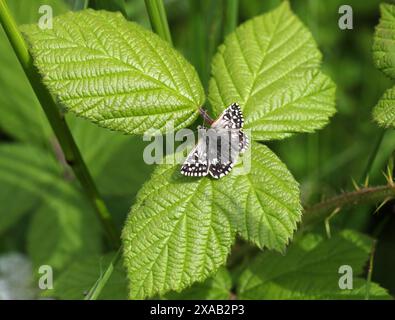 Gegrillter Skipper Butterfly, Pyrgus malvae, Pyrginae, Hesperiidae, Schmetterlinge. Männlich. Juni, Chalk Downs, Bedfordshire, Großbritannien Stockfoto