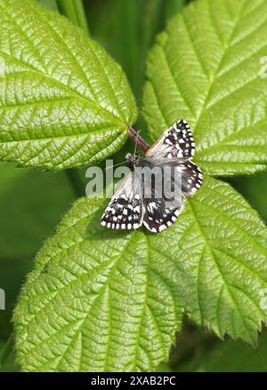 Gegrillter Skipper Butterfly, Pyrgus malvae, Pyrginae, Hesperiidae, Schmetterlinge. Männlich. Juni, Chalk Downs, Bedfordshire, Großbritannien Stockfoto