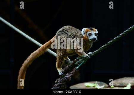 Ein brauner Lemur mit langem Schwanz, der in einer dunklen Umgebung an einem Seil läuft. Stockfoto