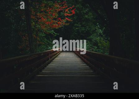 Blätter über einer hölzernen Fußbrücke beginnen ihre leuchtenden Herbstfarben tief in den Wäldern außerhalb von Ottawa, Ontario, zu enthüllen Stockfoto