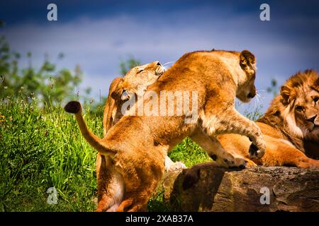 Zwei Löwen interagieren spielerisch auf einem Felsen in einem grasbewachsenen Gebiet mit einem dritten Löwen in der Nähe. Stockfoto