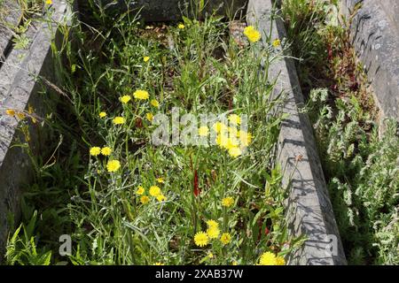 Glatte Hawksbeard Crepis capillaris gelbe Blüten wachsen in einem Grab auf einem Friedhof England Großbritannien, Wildblumen Unkraut Natur Stockfoto