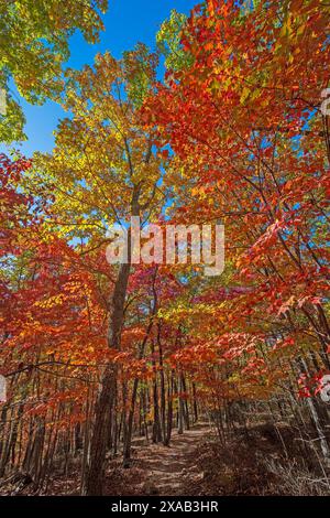 Leuchtende Farben auf einem Forest Trail auf dem Blue Ridge Parkway in Virginia Stockfoto