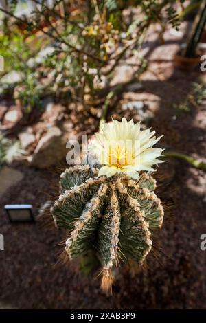 Blühender Kakteen im alten Tropenhaus im Botanischen Garten Uppsala. Heute eine Sammlung von Sukkulenten. Triangeln, Uppsala, Schweden Stockfoto