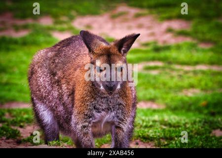 Eine Nahaufnahme eines Wallabys, das auf Gras steht und direkt auf die Kamera blickt. Der Hintergrund ist eine Mischung aus grünem Gras und braunen Schmutzflecken. Stockfoto