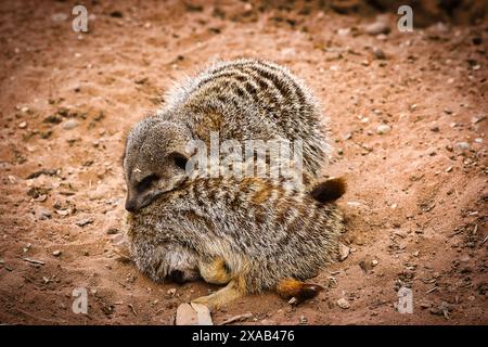 Zwei Erdmännchen kuscheln sich auf sandigem Boden und zeigen ihre gestreiften Pelzmuster. Stockfoto