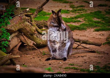 Ein Wallaby, der auf dem Boden in der Nähe von umgefallenen Ästen in einer natürlichen Umgebung sitzt. Das Wallaby scheint sich selbst zu pflegen. Stockfoto