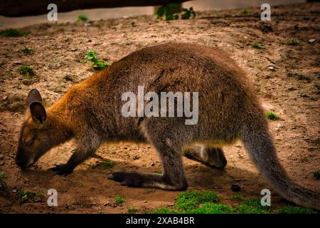 Ein Känguru, das auf dem Boden in einem natürlichen Lebensraum weidet. Das Känguru hat braunes Fell und ist von Schmutz und karger Vegetation umgeben. Stockfoto