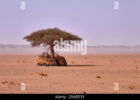 In der offenen Weite der trüben sahara-Wüste befindet sich unter einem einzigen Akazienbaum ein beduinenunterstand Stockfoto
