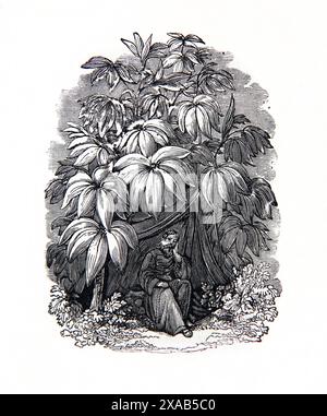 Holzgravierung von Jona's Gourd (Ricinus Communis) - der Herr machte eine Quourd-Pflanze, um schnell über Jona zu wachsen, um ihn vor der Geschichte des Gourds zu schützen Stockfoto