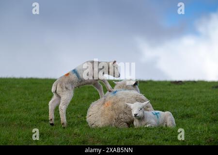 Schafe mit Zwillingslämmern, eines steht auf ihr. North Yorkshire, Großbritannien. Stockfoto