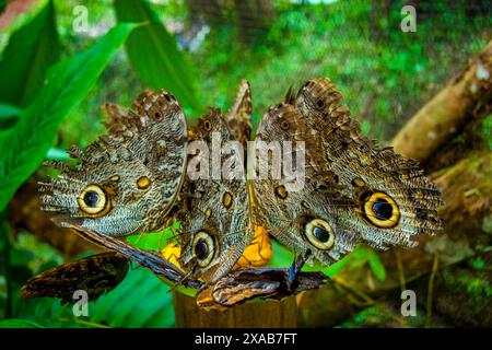 Mehrere Caligos-Schmetterlinge, auch bekannt als der EulenSchmetterling auf einem Barsch in Mindo, Ecuador. Caligo atreus, die Gelbkantige Rieseneule, ist ein Schmetterling der Nym Stockfoto