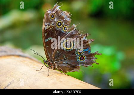 Ein Caligos-Schmetterling, auch bekannt als der Eulen-Schmetterling, ruht auf Bambus in Mindo, Ecuador. Caligo atreus, die Rieseneule mit gelbem Rand, ist ein Schmetterling der Nympha Stockfoto