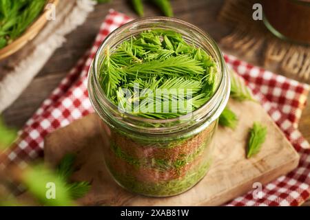 Herstellung von Kräutersirup für Husten aus frischen jungen Fichtenspitzen und Rohrzucker Stockfoto