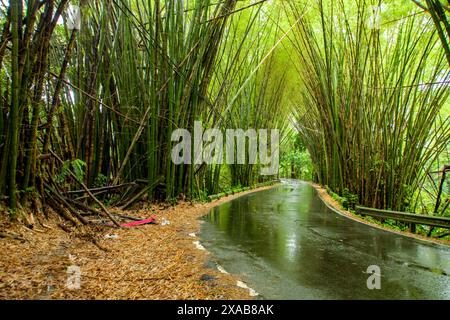 Eine regendurchflutete Straße in Puerto Rico schlängelt sich durch einen üppigen, lebhaften und grünen tropischen Regenwald, in dem Bambus und exotische Pflanzen einen Glanz erzeugen Stockfoto