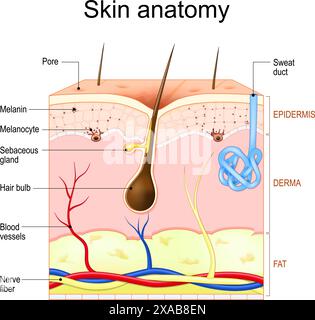 Hautanatomie. Schichten und Struktur der menschlichen Haut. Querschnitt der Haut mit Haarfollikeln, Schweiß- und Talgdrüsen, Epidermis, Dermis, Hypodermis. Stock Vektor