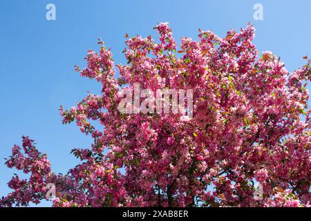 Zweige eines blühenden Sakura-Baumes vor blauem Himmel. Japanischer Kirschsakura-Baum mit rosa Blüten im Frühling. Stockfoto