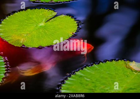 Ein bunt gefärbter Koi liegt unter einem Lilienpad. Stockfoto